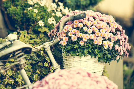 flowers in a basket on a bicycle, and beside himの写真素材