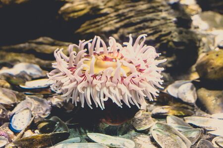 A beautiful sea anemone with tentacles fully exposed feedsの写真素材