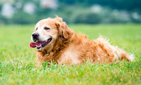 beautiful dog golden retriever in the grass