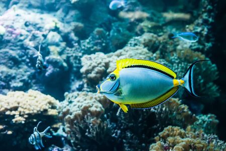 underwater image of colorful tropical fishの写真素材