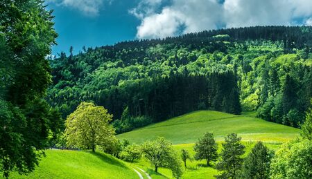 wonderful green mountain meadow with forest on backgroundの写真素材