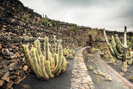 cactus garden in Guatiza, Lanzarote, Canary Islandsの写真素材
