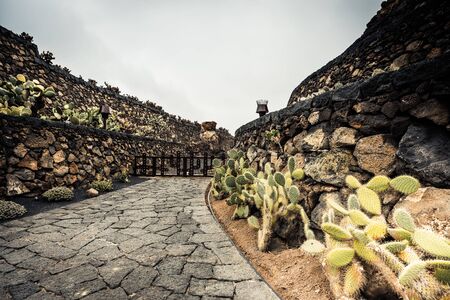 cactus garden in Guatiza, Lanzarote, Canary Islandsの写真素材