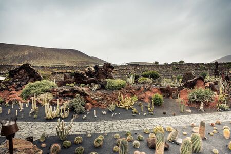 cactus garden in Guatiza, Lanzarote, Canary Islandsの写真素材