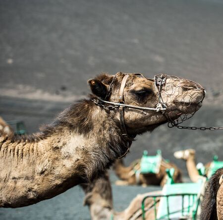 camel rests in the middle of the roadの写真素材
