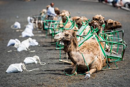 camelcade for tourists rest in the middle of the roadの写真素材