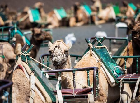 camel rests in the middle of the roadの写真素材