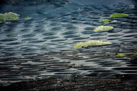 pits for grapes growing in plantation of Lanzarote, Canary Islands, Spainの写真素材