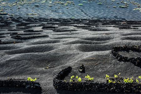 pits for grapes growing in plantation of Lanzarote, Canary Islands, Spainの写真素材