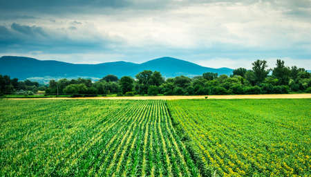 colorful landscape of corn and sunflower field with mountains on the backgroundの写真素材