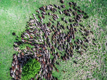 flock of sheep grazing on spring green field, top viewの写真素材