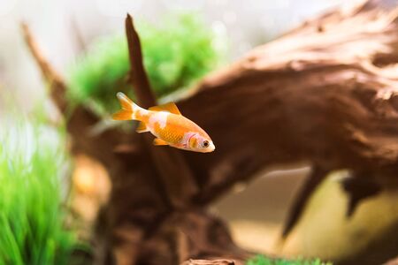 single beautiful golden fish in aquarium with decorationsの写真素材