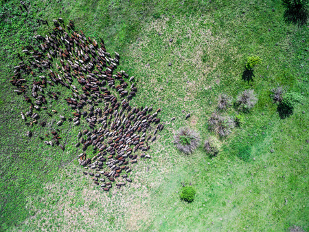 flock of sheep grazing on spring green field, top viewの写真素材