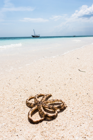 octopus on seashore with blue ocean with boat on the backgroundの写真素材