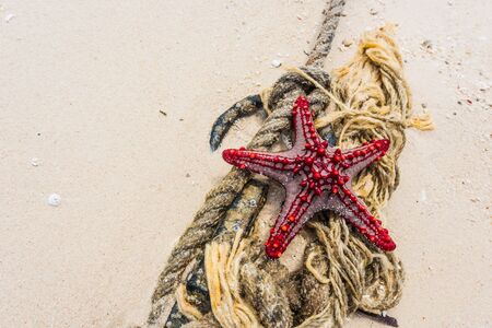 red starfish on knot with anchor on a seashore sandの写真素材