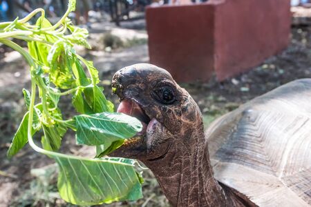 african turtle with opened mouth near green plant in a park, close upの写真素材