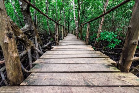 beautiful green mangrove forest with wooden path inside in Zanzibar, Africaの写真素材