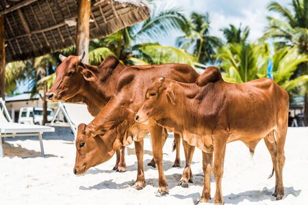 beautiful brown cows on african beach with palms and houses on the background, Zanzibarの写真素材