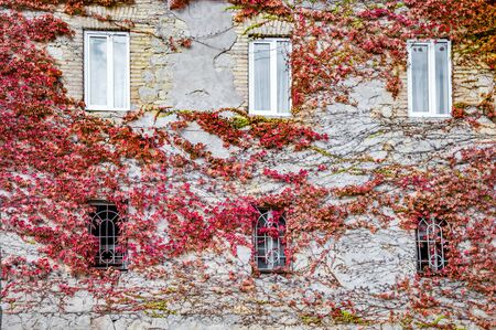house wall covered with red autumn vine in Kutaisi, Georgiaの写真素材