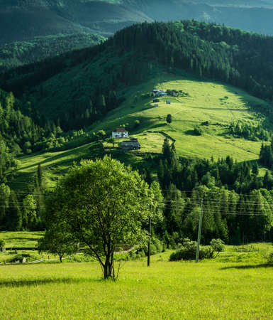 beautiful summer monntain landscape with green meadows and trees