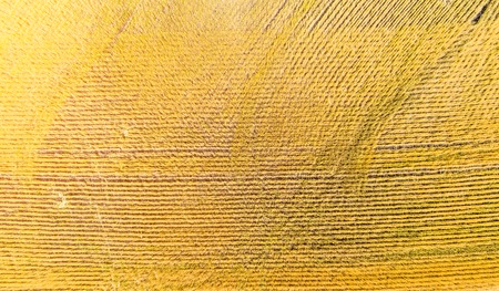 wheat field top view, aerial shootの写真素材