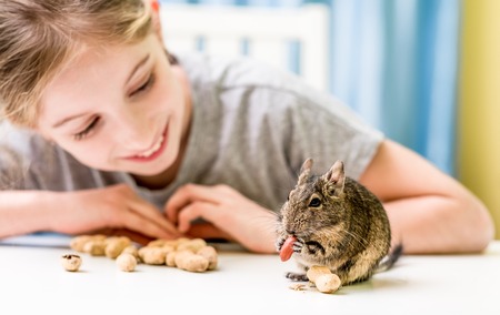 Young girl observe the degu squirrel eats nuts on white tableの写真素材