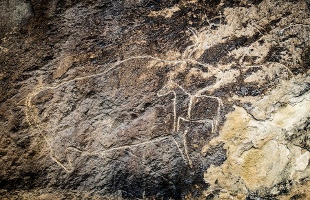 Fragment of cows on stone, petroglyph art. Exposition of Petroglyphs in Gobustan near Baku, Azerbaijan.の写真素材
