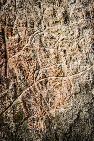 Cows on stone, petroglyph art. Exposition of Petroglyphs in Gobustan near Baku, Azerbaijan.の写真素材