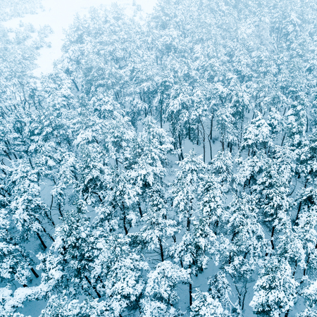 Pine forest in the snow, winter landscape, aerial view