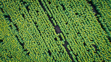 Big sunflowers field with many sunflowers. Aerial view.の写真素材
