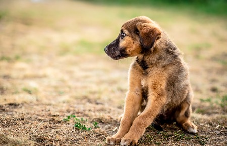 Little cute light brown homeless puppy obediently waitingの写真素材