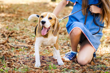 girls sitting together hugging beagle dog in a sunshine autumn parkの写真素材