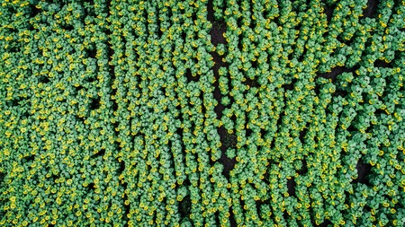 Big sunflowers field with many sunflowers. Aerial view.の写真素材