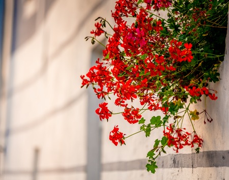 Side view of little red flowers bush on the window sill of white buildingの写真素材