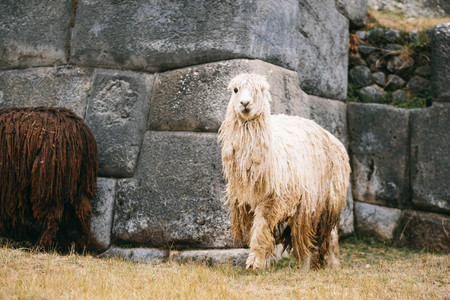 View of white and browm lamas on the background of stone Sacsayhuaman wallsの写真素材