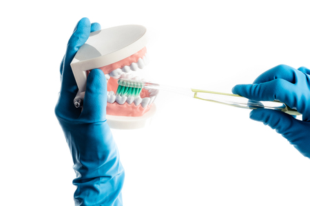 Hands in blue gloves brushing teeth model isolated on whiteの写真素材