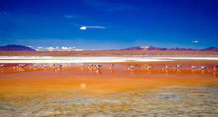 Pink flamingos at exciting lagoon scenery in Boliviaの写真素材