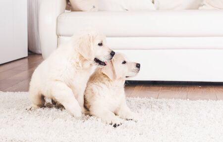 Two cute fluffy retriever breed puppies at home
