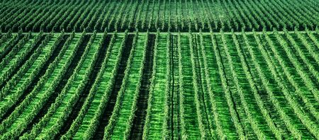 Wide grapes plantation near villageの写真素材