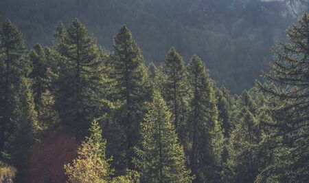 Highland pine woods in alpine landscapeの写真素材