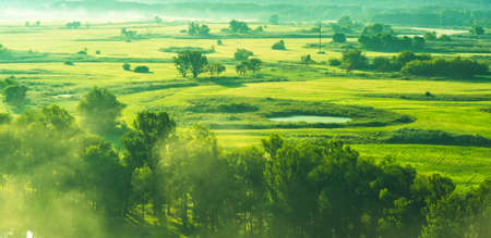 Beautiful green field in morning mistの写真素材