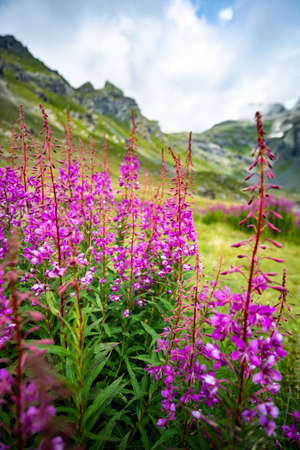 Blooming flowers in alpine meadowの写真素材