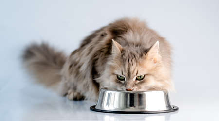 Fluffy cat eating from bowl in light roomの写真素材