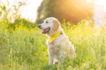 Golden retriever dog sitting on sunny blooming meadowの写真素材