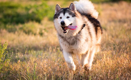 Alaskan malamute running on a fieldの写真素材