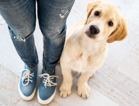 Golden retriever sitting next to female legs on white laminate