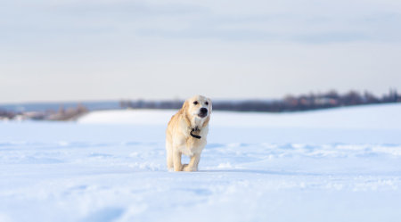Golden retriever running in deep snowの写真素材