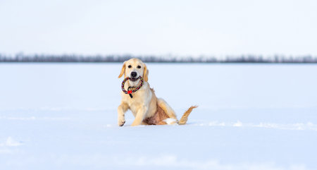 Young Golden retriever dog in deep snow in winterの写真素材