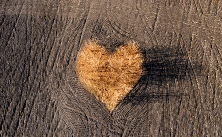 Autumn trees in heart shape on plowed field, aerial viewの写真素材
