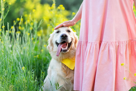 Happy golden retriever dog with girl on summer natureの写真素材